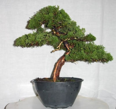 bonsai foto3