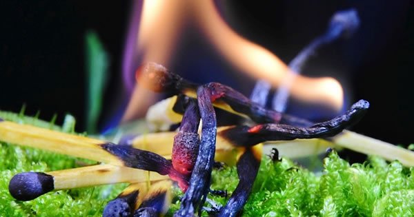 Japão oferece assistência emergencial para incêndio florestal na Amazônia