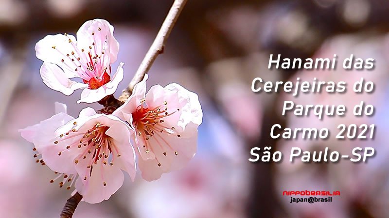 Hanami das Cerejeiras do Parque do Carmo 2021 - São Paulo-SP